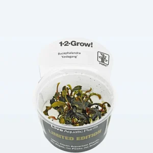 Limited Edition - 1-2-Grow! Bucephalandra 'Kedagang'