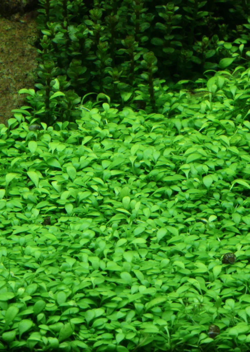 1-2-Grow! Glossostigma elatinoides - Bild 5