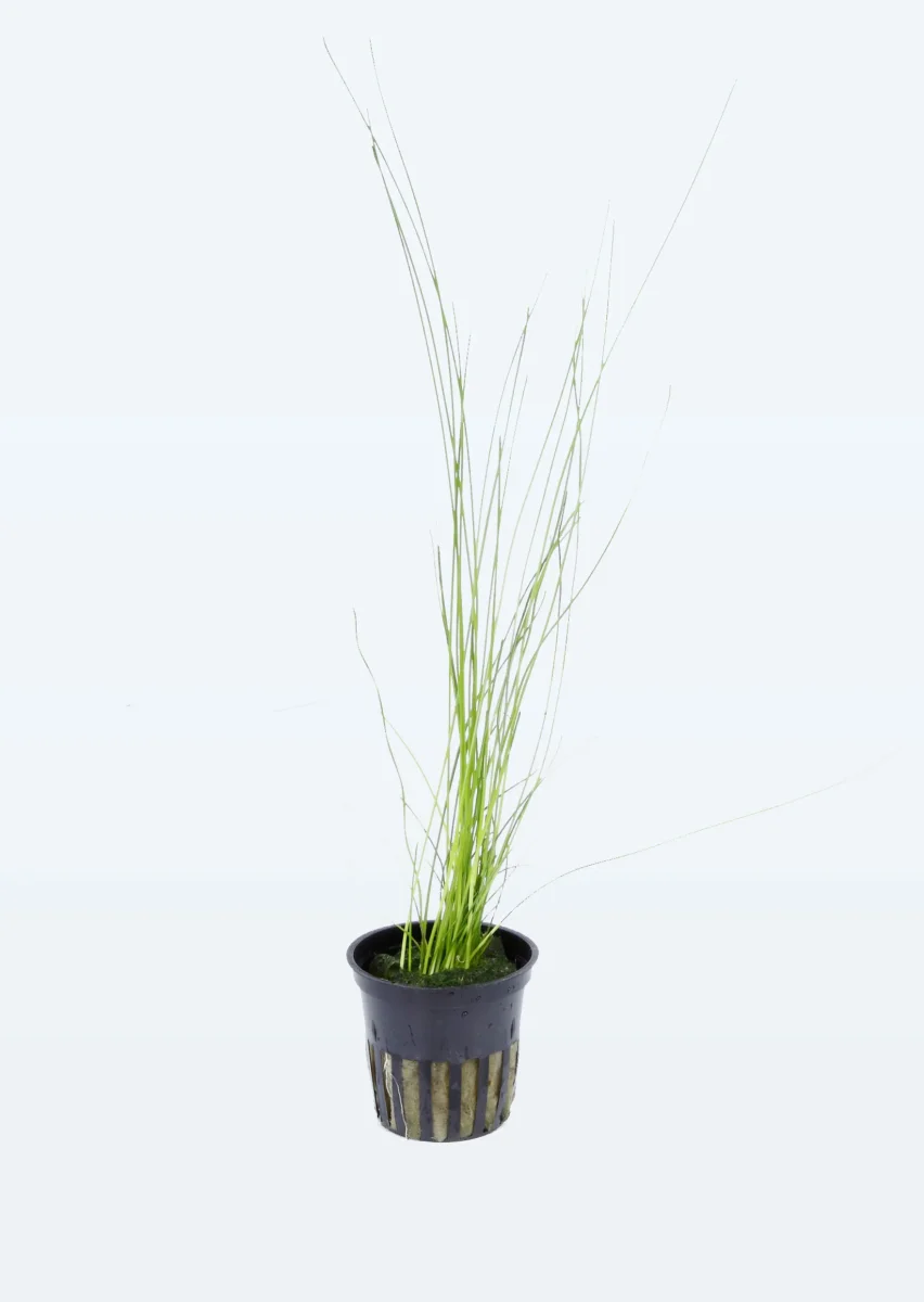 Eleocharis montevidensis - Bild 2