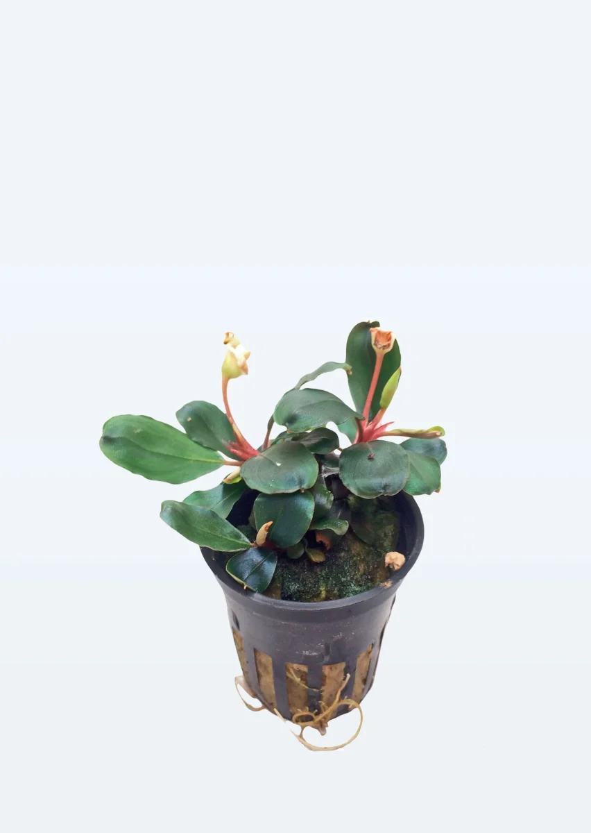 Bucephalandra sp. 'Red' - Bild 2