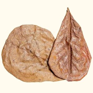 20 Catappa Leaves