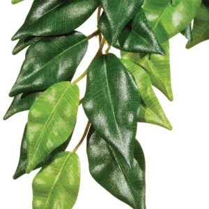 Exo Terra Hanging Ficus Plant