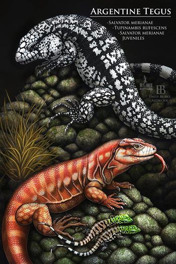 Argentine Tegu Print by Emily Burke Artwork - Bild 2