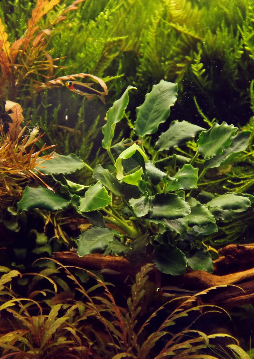 Anubias barteri ’Kirin’ - Bild 4