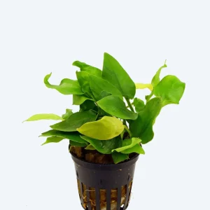 Anubias nana gold