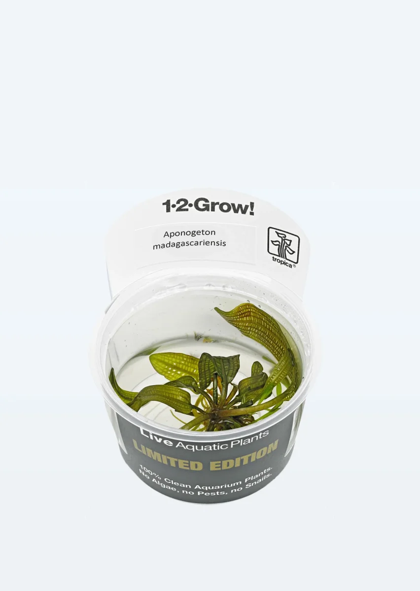 Limited Edition - A. madagascariensis