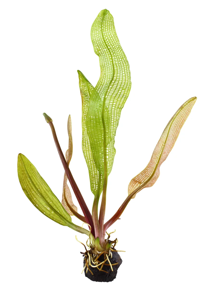 Limited Edition - A. madagascariensis - Bild 4