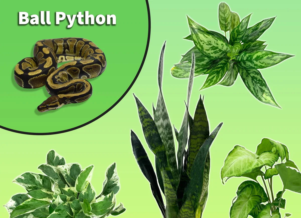 Ball Python Starter Plant Pack - Bild 2