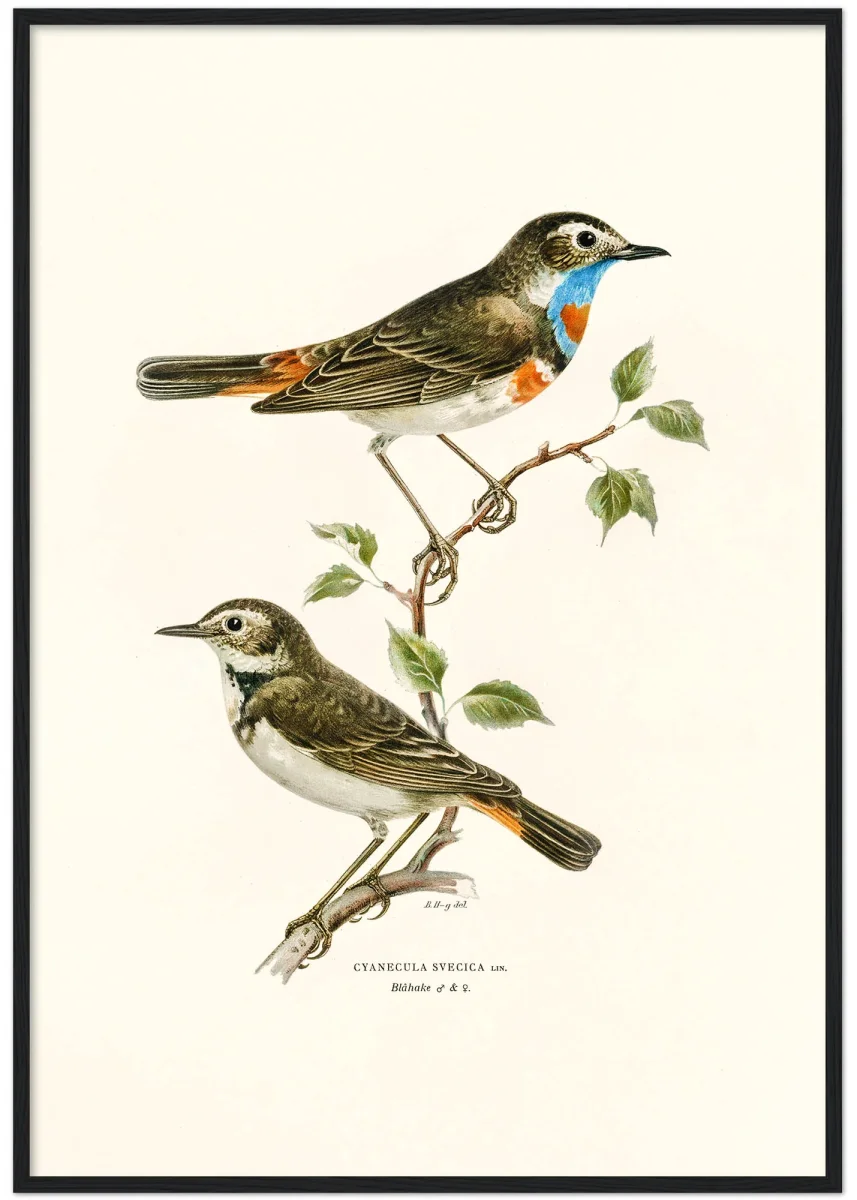 Blåhake - Bild 6