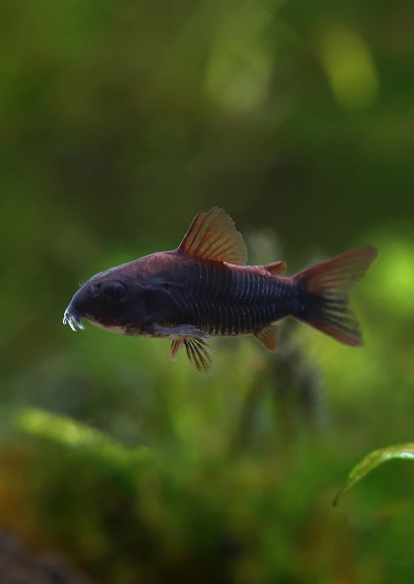 Corydoras “Black” Venezuela - Bild 2