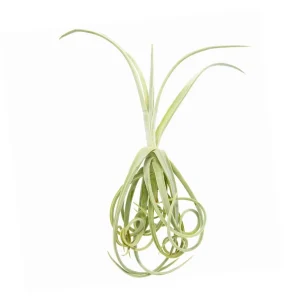 Tillandsia Duratii Air Plant