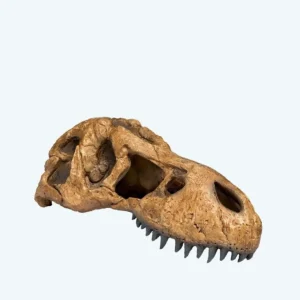 Exo Terra T-Rex Skull