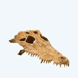 Exo Terra Crocodile Skull