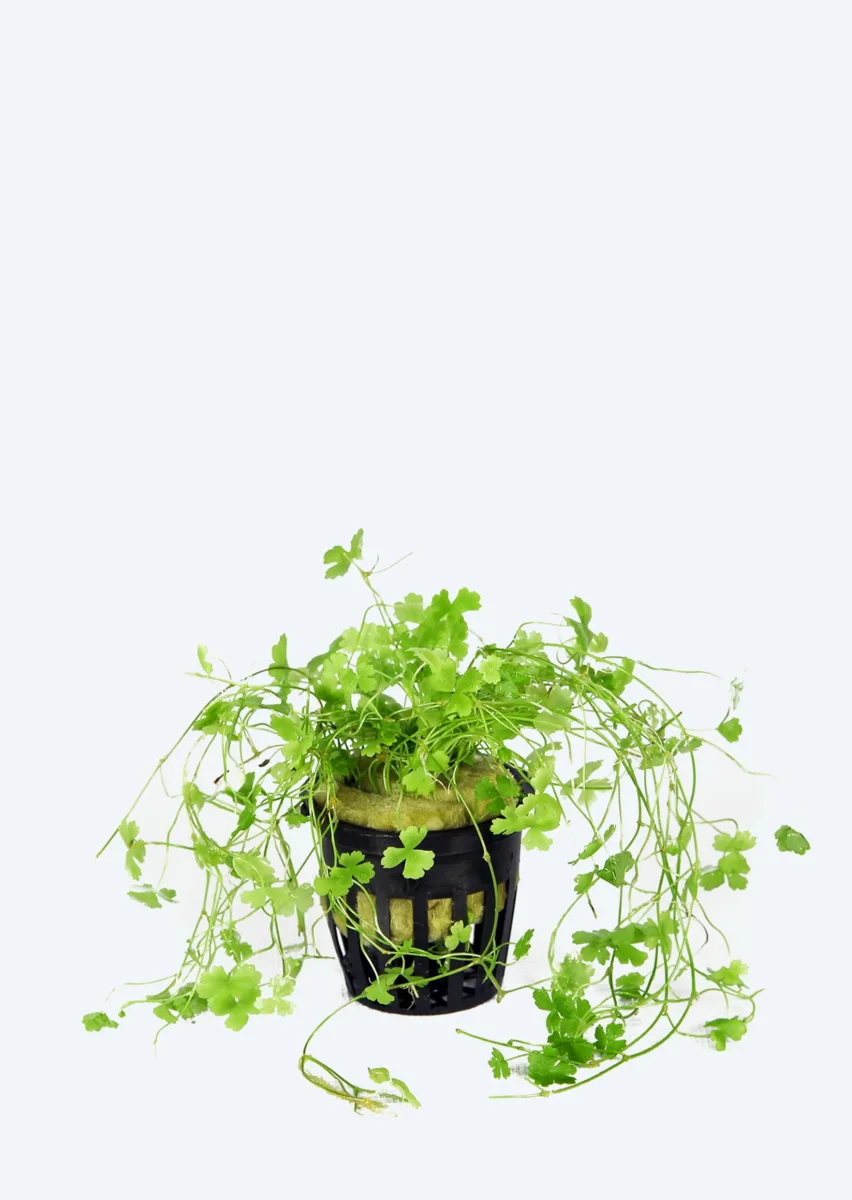 Hydrocotyle tripartita ‘Japan’ - Bild 2