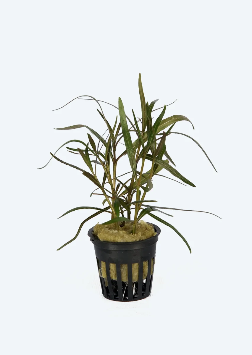 Hygrophila lancea ‘Araguaia’’ - Bild 2