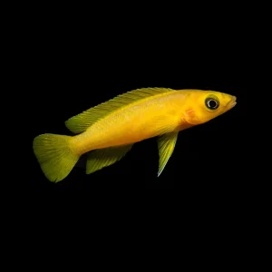 Lemon Cichlid