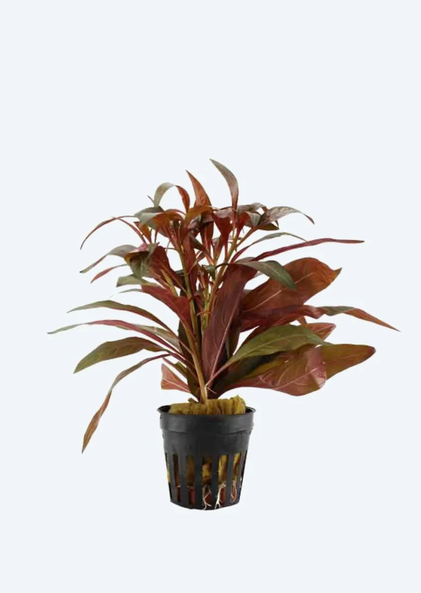 Ludwigia peruensis - Bild 2