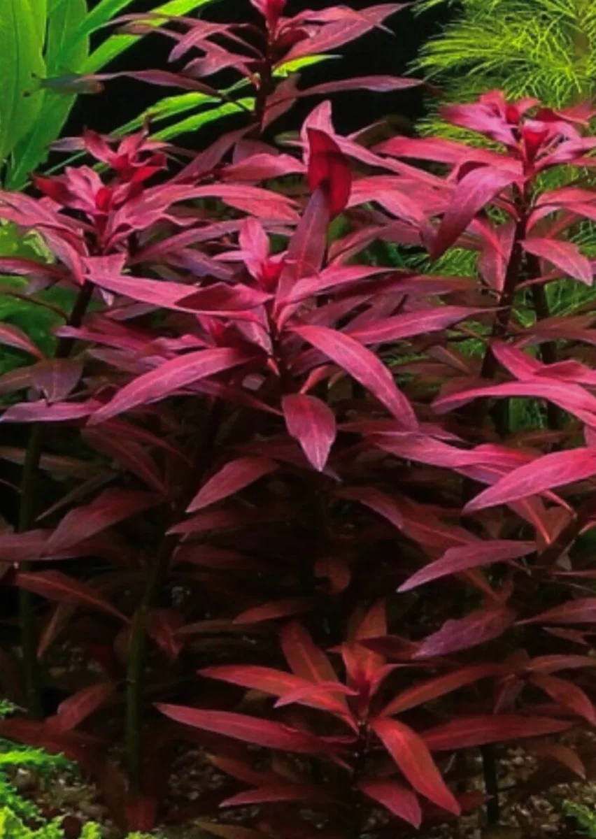 Ludwigia peruensis - Bild 3