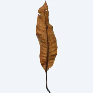 Mango Leaves (10 Leaves)