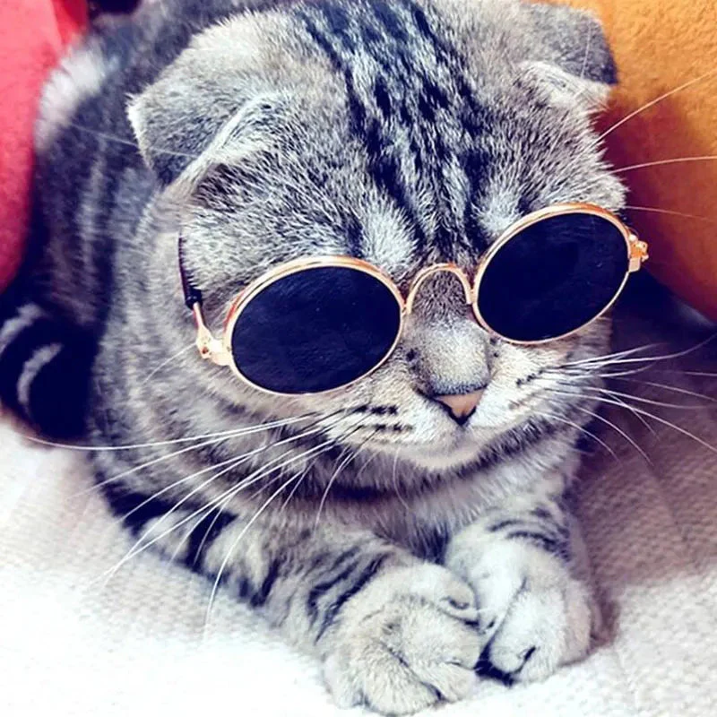Pop Pet Eyes Sunglasses Shades for Cats and Small Puppies - Bild 4