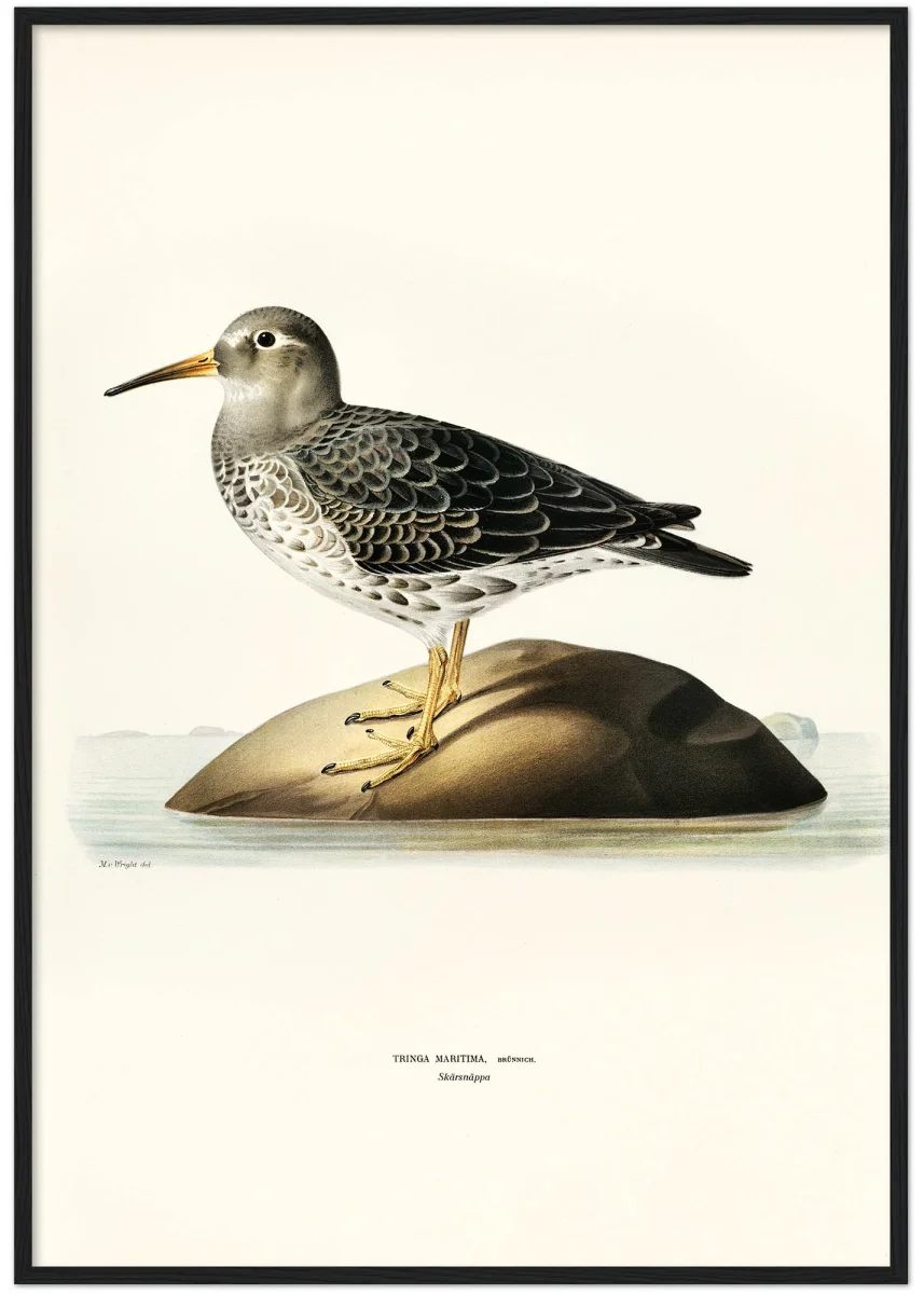 Skärsnäppa - Bild 6