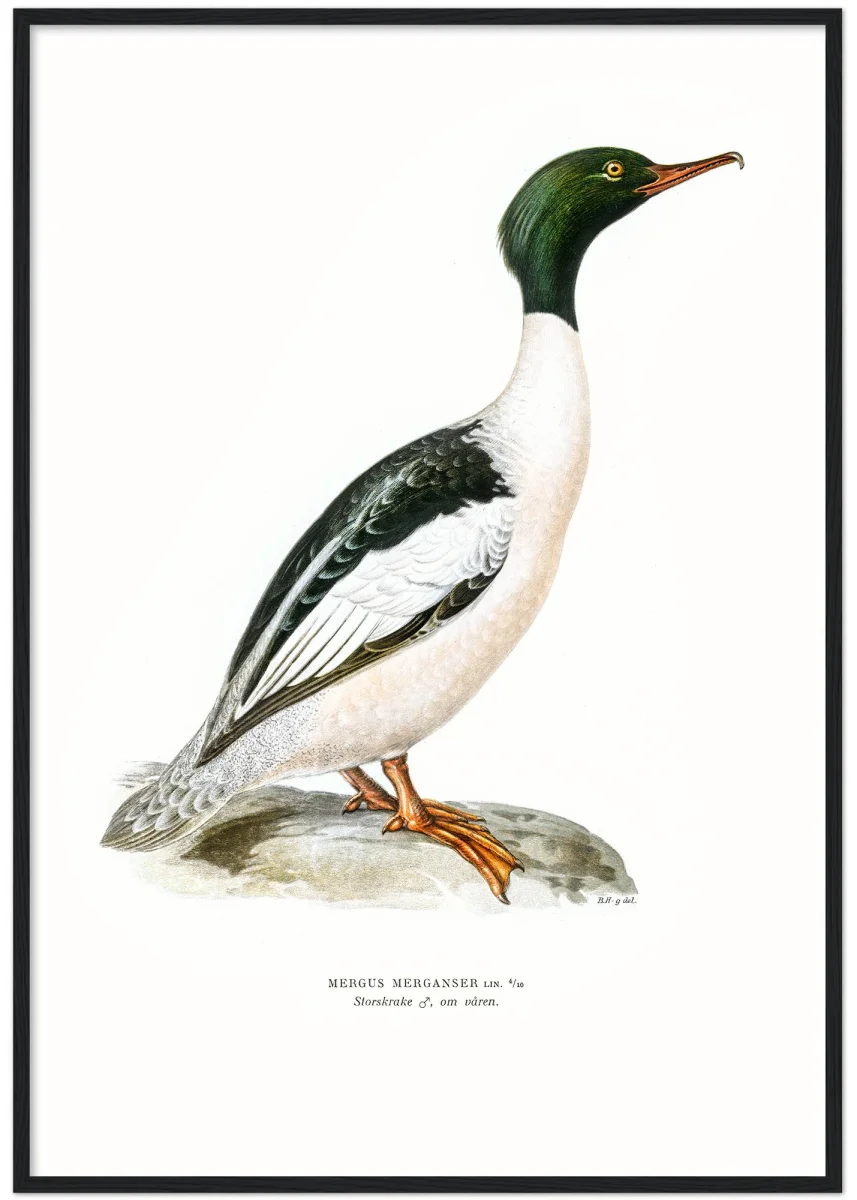 Storskrake - Bild 7