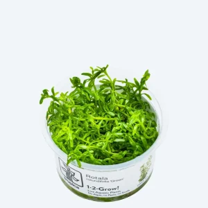 1-2-Grow! Rotala rotundifolia 'Green'
