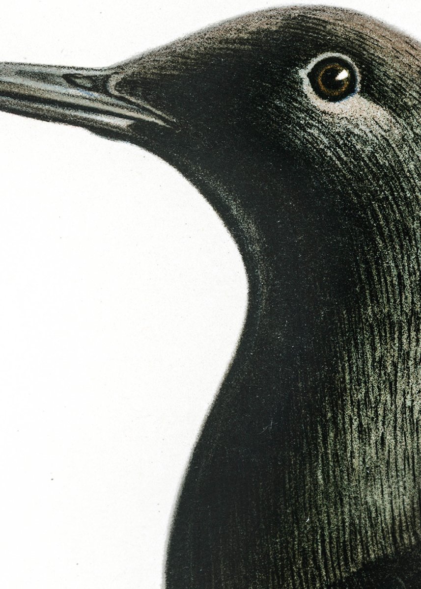 Tobisgrissla - Bild 8