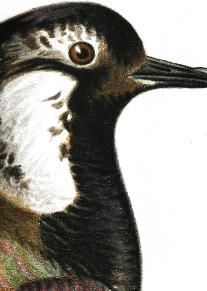 Tofsvipa - Bild 8