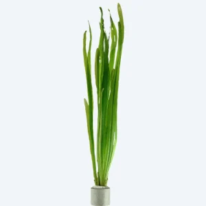 Vallisneria americana var. natans
