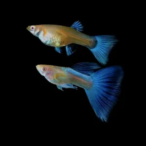 Albino Sky Blue Guppy