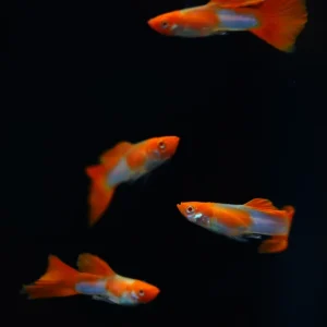 Albino Kohaku Koi Guppy