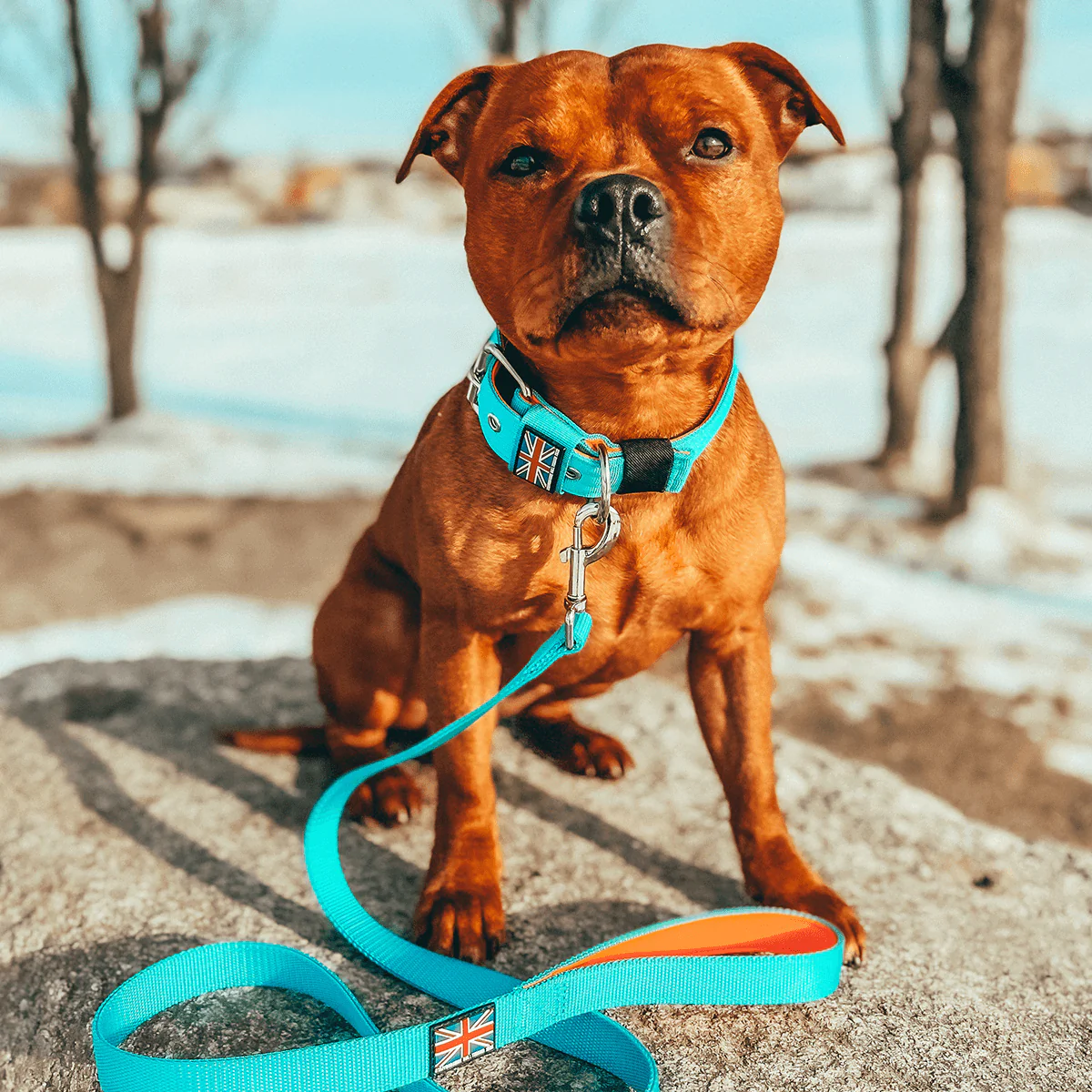Staffordshire Bull Terrier 1935® Nylon Leash - Alvin Edition - Aqua & Neon Orange - Normal - Bild 3