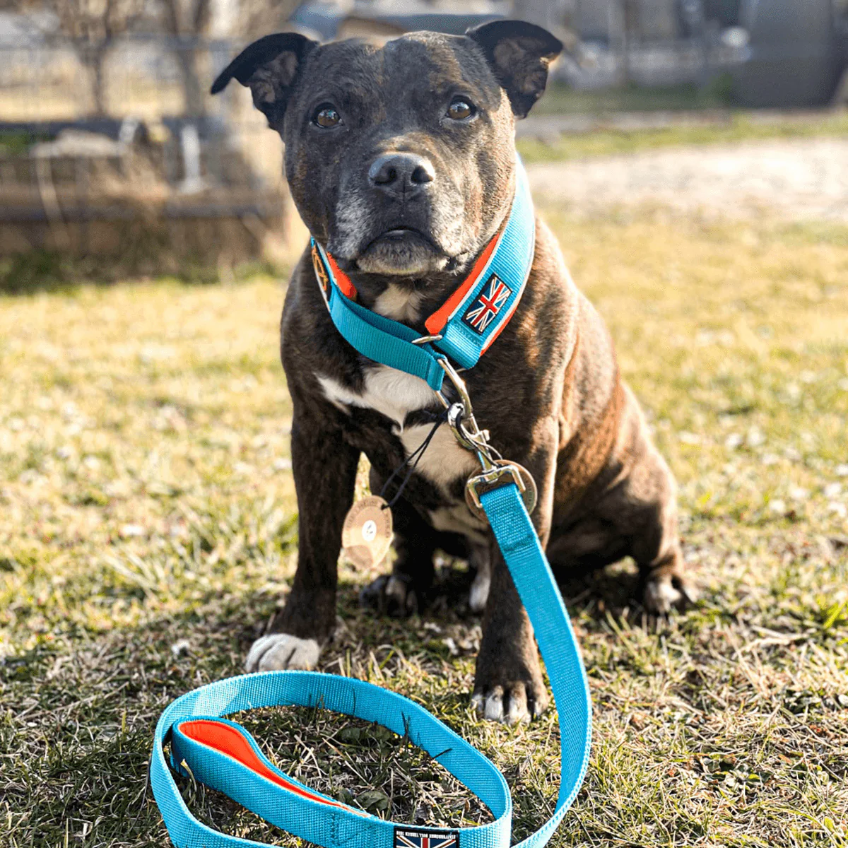 Staffordshire Bull Terrier 1935® Nylon Leash - Alvin Edition - Aqua & Neon Orange - Normal - Bild 4