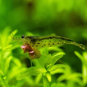 Amano Shrimp