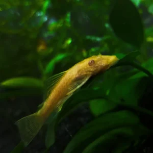 Ancistrus Albino sp. (L-144)