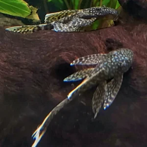 Ancistrus Chocolate Long-Fin