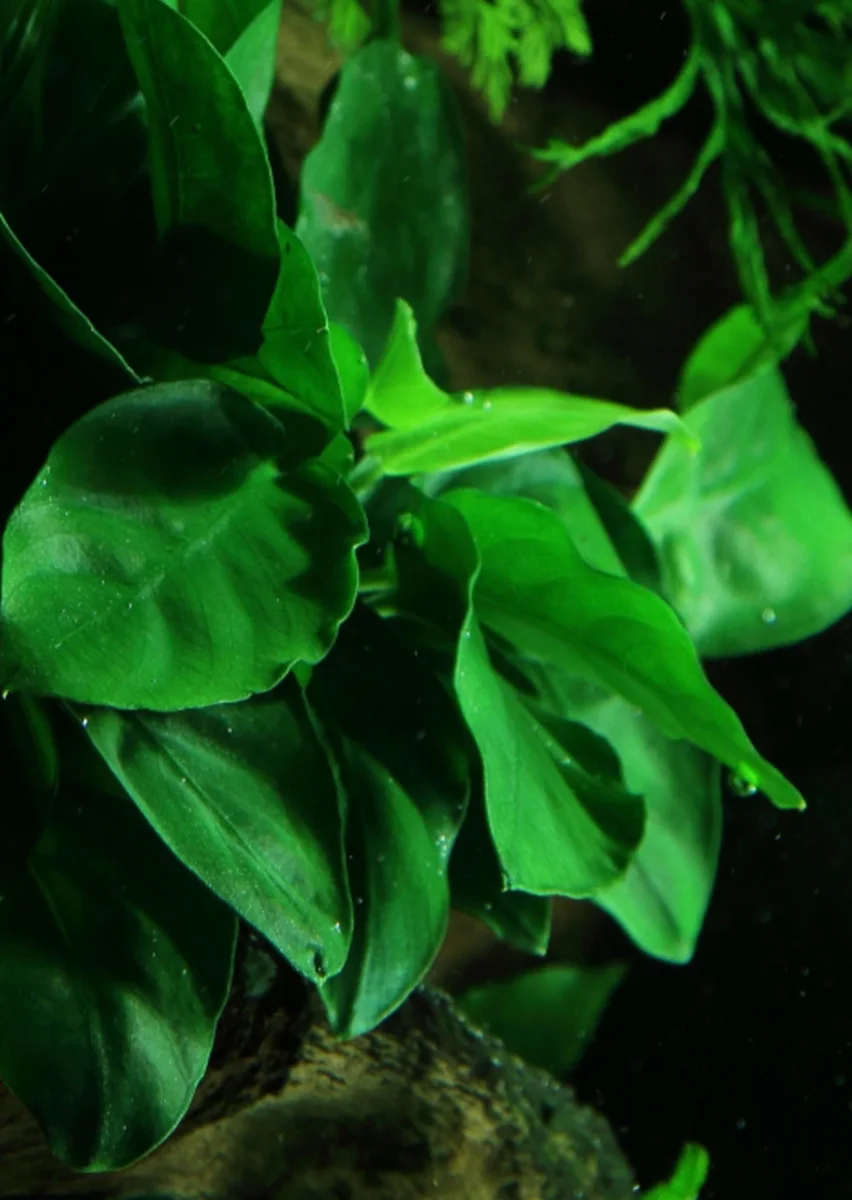 Anubias var. nana on Wood - Bild 4