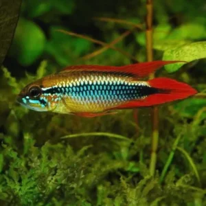 Apistogramma Agassizii Double Red