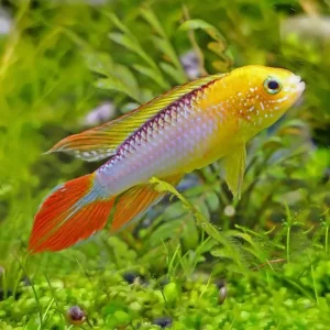 Apistogramma Agassizii Fire Gold