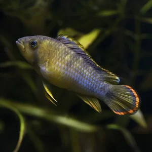 Apistogramma nijsseni