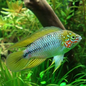 Apistogramma borelli ‘Opal’