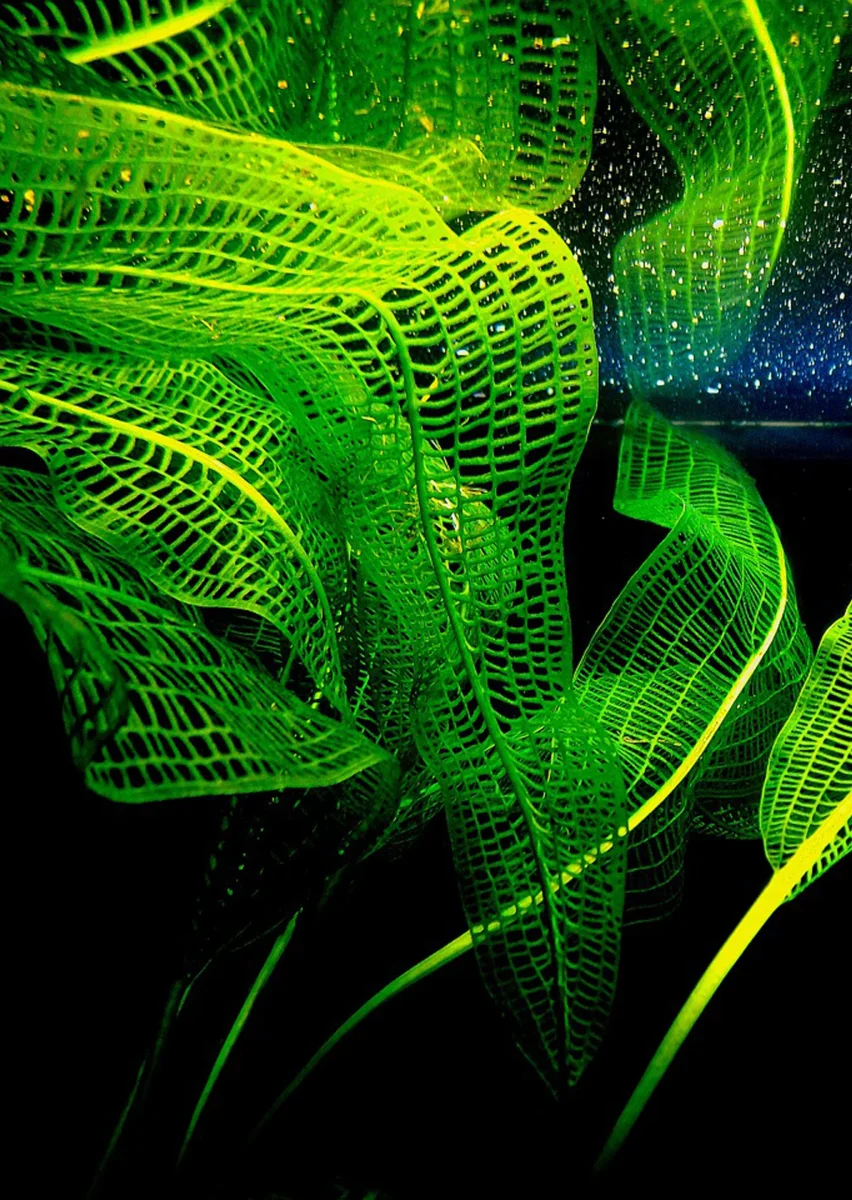 Limited Edition - A. madagascariensis - Bild 5