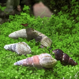 Assorted Rabbit Snail (B-Grade)