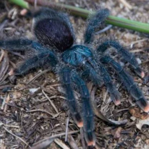 Avicularia avicularia M6 – Metallic Pink Toe Tarantula | Shimmering Morphotype | TDE