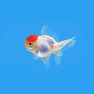 Baby Red Cap Goldfish