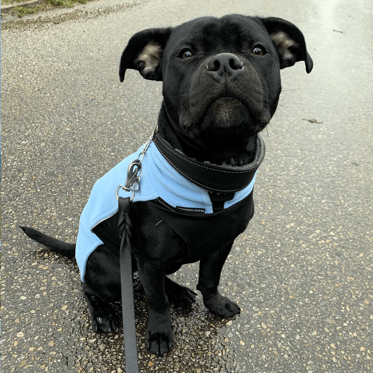 Staffordshire Bull Terrier 1935® Fleece Coat - Baby Blue - Bild 6