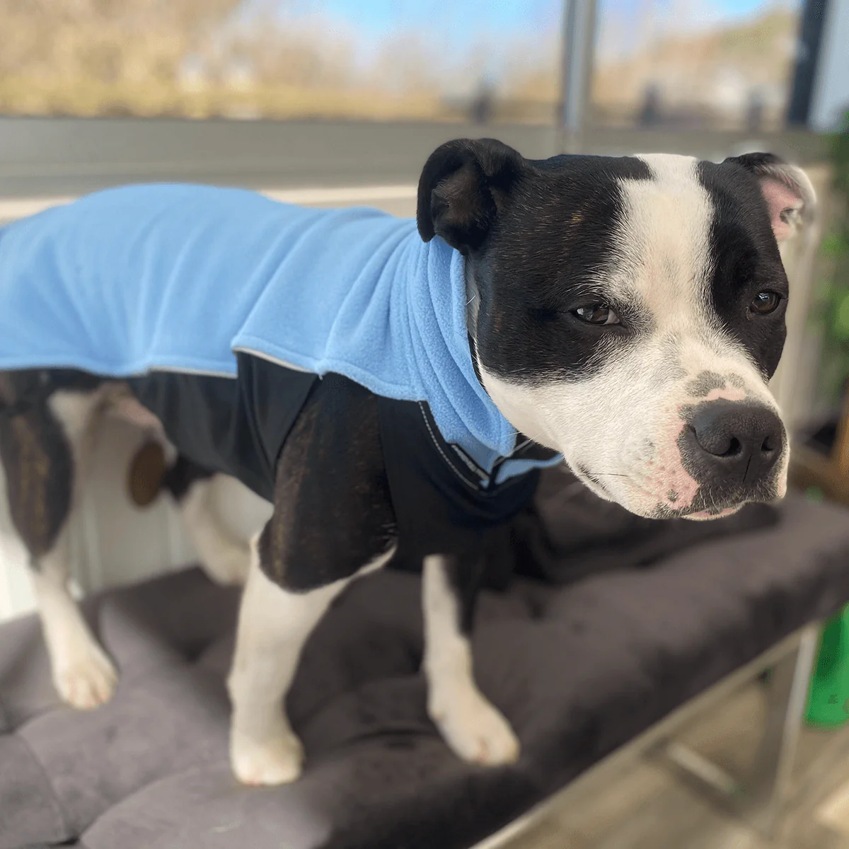 Staffordshire Bull Terrier 1935® Fleece Coat - Baby Blue - Bild 3