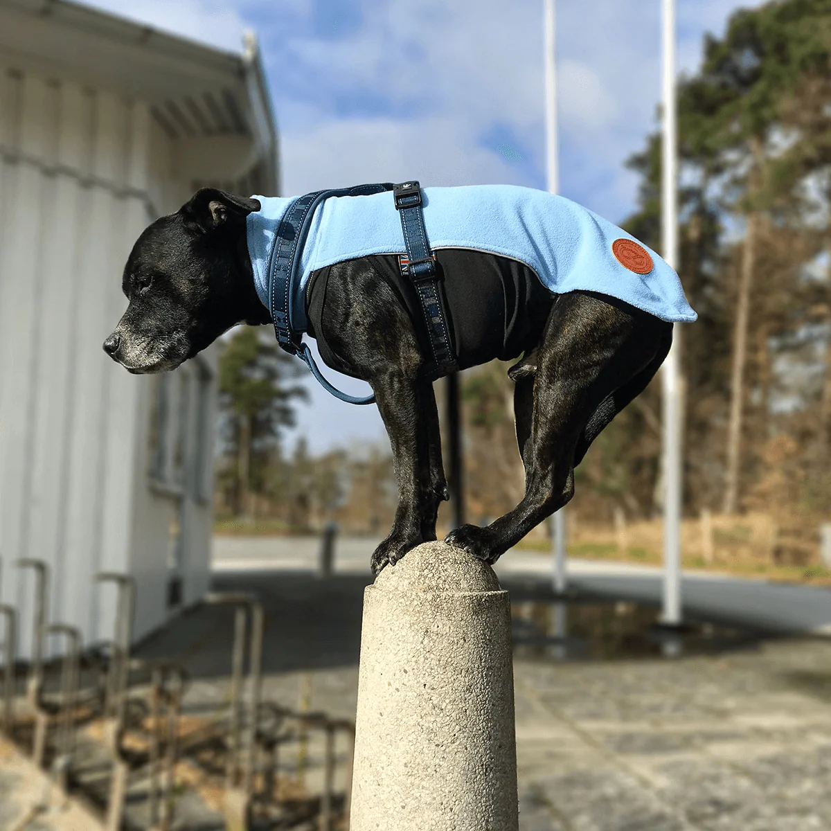 Staffordshire Bull Terrier 1935® Fleece Coat - Baby Blue - Bild 7