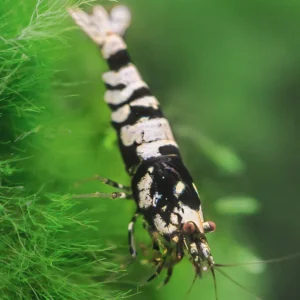 Black Fancy Tiger